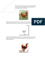 5 Razas de Gallina y Sus Principales Caracteristicas