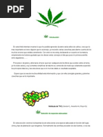 Como Cultivar Marihuana PDF