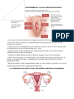 Aparato Reproductor Femenino