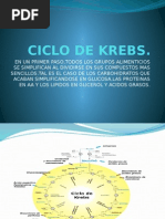 Ciclo de Krebs 