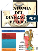 Piso Pelvico