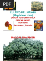 Cultivo Mango Puerco o Hilaza Magdalena River