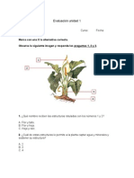 Prueba Tercero Basico Las Plantas