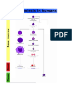 Hematopoiesis in Humans