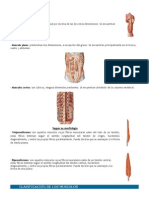 Clasificación de Musculos