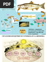 Ciclo de Nutrientes-Ecologia