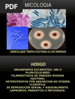 Clasificacion de Los Hongos