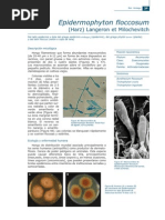 Epidermophyton Floccosum