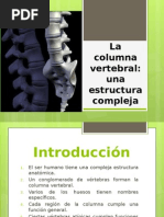 Columna Vertebral