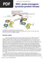 SRC Proto-Oncogene Tyrosine-Protein Kinase