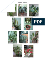 Plantas Con Nombre e Imagen