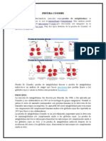 Prueba Coombs