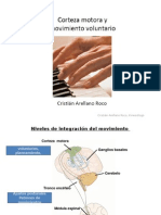 Corteza Motora