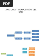 Anatomia y Composición Del Galt