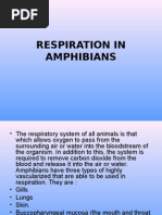 Respiration in Amphibians and Reptiles