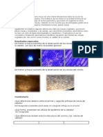 Que Diferencias Observo Entre El Primer y Segundo Enfoque de Celula de Cebolla