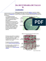 Estructura Secundaria de Tallo II