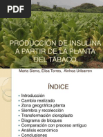 Producción de Insulina en El Tabaco