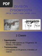 09 - Zygomycota