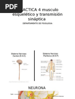 PRACTICA 4 Musculo Esquelético y Transmisión Sináptica