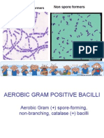 Bacteriology Lec - Aerobic Gram Positive Bacilli