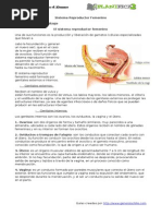 Guia 7mo Aparato Reproductor