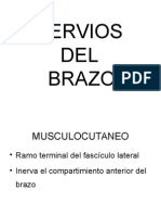 Nervios Del Brazo