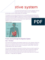 Digestive System