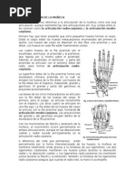 La Articulación de La Muñeca