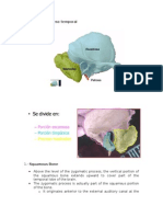 Anatomia Temporal