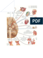 Nervio e Inervaciones