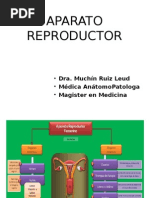 Aparato Reproductor