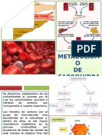 Metabolismo de Carbohidratos