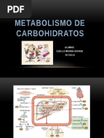 Metabolismo Bioquimico