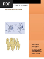 Equilibrio Dental y Bucal