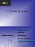 12 ASCOMYCOTA 2007-2 Pireno