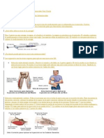 Como Aplicar Una Inyeccion Intramuscular