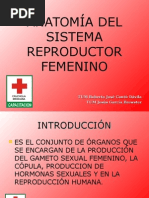 Anatomia Del Aparato Reproductor Femenino