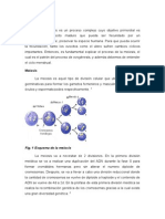 Reporte de Laboratorio de Gametogénesis