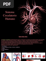 Sistema Circulatorio