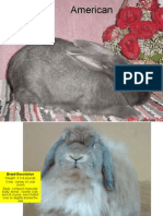 Rabbit Powerpoint