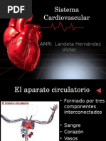 Sistema Cardiovascular Negro