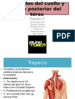 Musculos de Cuello y Parte Posterior Del Torax 