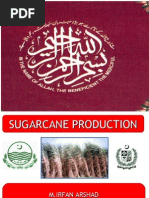 Sugarcane Presentation by Irfan Arshad