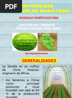 Cultivo de La Sandia