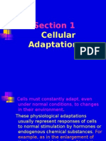 Section 1: Cellular Adaptations