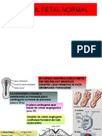 Cordul Fetal Normal