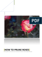 How To Prune Roses