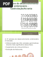 3 Semana Do Desenvolvimento Embrionário Gastrulação