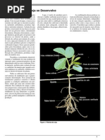 Como A Planta Da Soja Desenvolve